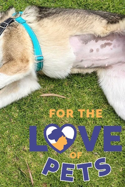 For the Love of Pets free movies