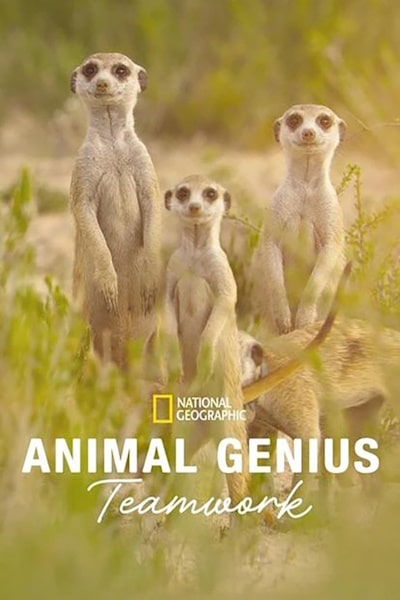Animal Genius free movies