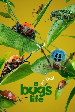 A Real Bug's Life free Tv shows