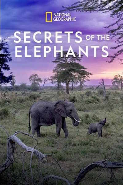 Secrets of the Elephants free movies
